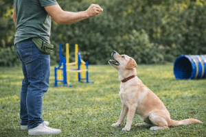 Kutyatréning kezdőknek