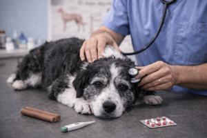 Kutyabetegségek felismerése