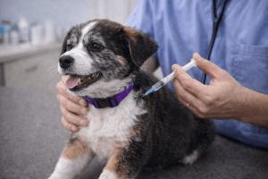 Kölyökkutya oltása