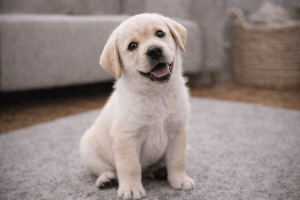Labrador retriever kölyökkutya