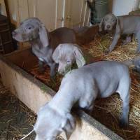 Weimari Vizsla