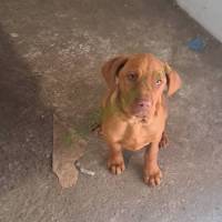 Magyar vizsla