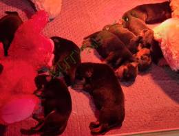 Rottweiler kölykök eladók
