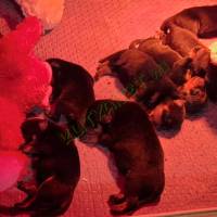 Rottweiler kölykök eladók