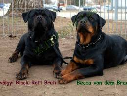 Rottweiler kiskutyák elérhetők