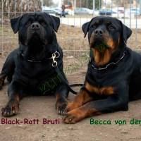 Rottweiler kiskutyák elérhetők