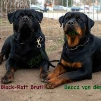 Rottweiler kiskutyák elérhetők