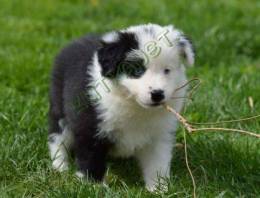 border collie kiskutyák