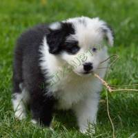 border collie kiskutyák