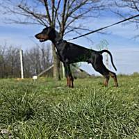 Törzskönyves Dobermann kiskutyák otthnukat keresik