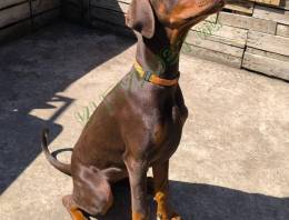 Dobermann kölykök szerető családot keresnek.