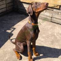 Dobermann kölykök szerető családot keresnek.