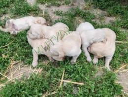 Fajtatiszta Golden retriever kiskutyák