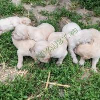 Fajtatiszta Golden retriever kiskutyák