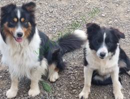 Border Collie kiskutyáink 