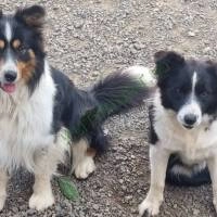 Border Collie kiskutyáink 