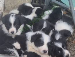 Border Collie kiskutyáink 