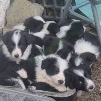 Border Collie kiskutyáink 