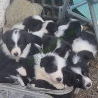 Border Collie kiskutyáink 