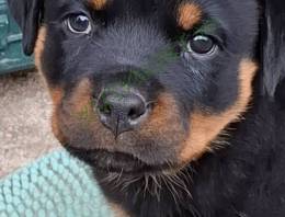 Rottweiler szuka kiskutya eladó