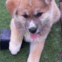 Japá Akita Inu szuka kiskutya eladó