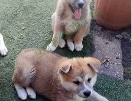 Japá Akita Inu szuka kiskutya eladó