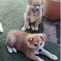 Japá Akita Inu szuka kiskutya eladó