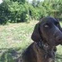 Fajtatiszta német vizsla