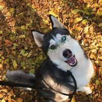 Husky örökbe fogadható 