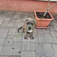 Canecorso kölyök 