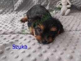 Yorkshire Terrier kiskutyák