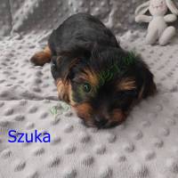 Yorkshire Terrier kiskutyák