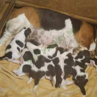 Basset hound kiskutya eladó