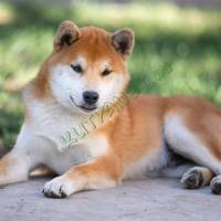 6a1b7717-ca71-4119-a6cd-71234db34552