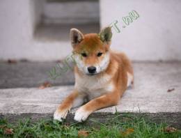 Törzskönyves Shiba Inu