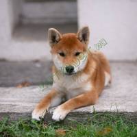 Törzskönyves Shiba Inu