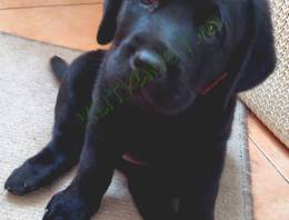 Labrador
