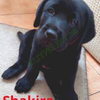 Labrador