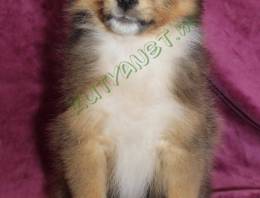 Sheltie (Shetlandi juhász) szuka kiskutya eladó