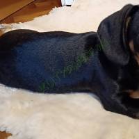 Tacskó kiskutyák eladók Békésen