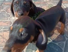 Tacskó kiskutyák eladók Békésen