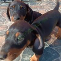 Tacskó kiskutyák eladók Békésen