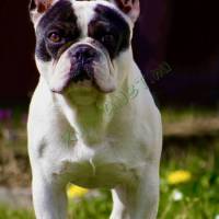 IMG_2285a-denoise (1)