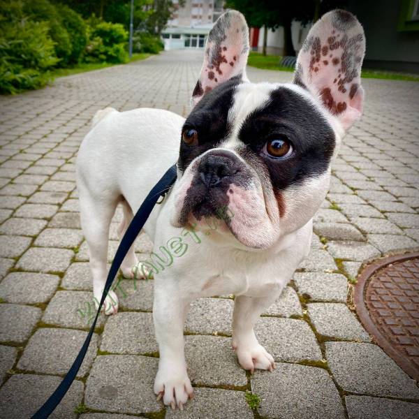 Francia bulldog kan, 6 éves, ingyen elvihető