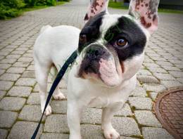 Francia bulldog kan, 6 éves, ingyen elvihető