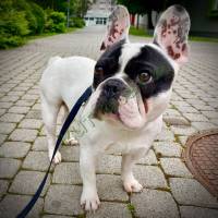 Francia bulldog kan, 6 éves, ingyen elvihető