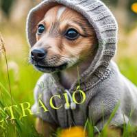 Fajtajellegű kiskutyák szerető családkereső hirdetései