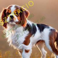 Fajtatiszta kutyák hirdetése egy helyen