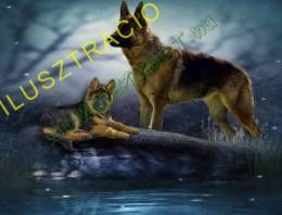 Fajtatiszta kiskutya eladó megbízható tenyésztőtől