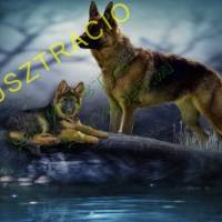 Fajtatiszta kiskutya eladó megbízható tenyésztőtől